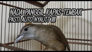 Download lagu BO'ONG KALO GAK BUNYI ,PANCING PAKE SUARA PANGGILAN KAPAS TEMBAK INI .AUTO NYAUT 100% mp3 Download lagu BO'ONG KALO GAK BUNYI ,PANCING PAKE SUARA PANGGILAN KAPAS TEMBAK INI .AUTO NYAUT 100% mp3