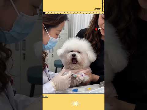 Không đau đâu em à