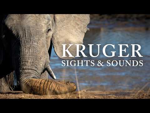 Nature Therapy: Kruger National Park, South Africa (4K)