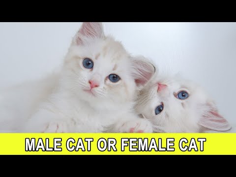 Is it better to have a male cat or a female cat？