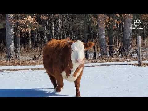 2022 WHA Spring Sale - Lot 20