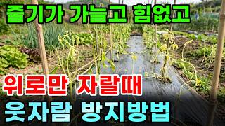 장마철 웃자람 억제 및 방지하는 방법
