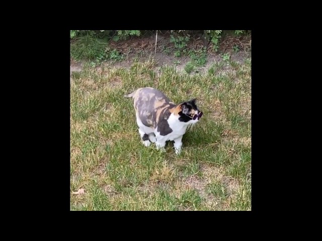 Vídeo relacionado con Mysa Lens Chat Jaune- Lentes de contacto de color de fantasía, anuales, sin graduación, incluye solución de 10 ml y estuche, para cosplay, color amarillo con pupila de gato en negro