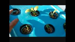 Garden Update- June 13th