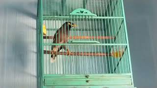 Download lagu jalak nias betina gacor  memanggil jantan - pancingan ampuh jalak nias macet bunyi mp3