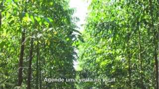 preview picture of video 'Condomínio Fazenda do Bosque'