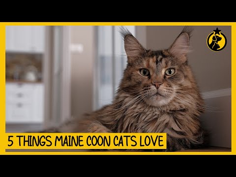 5 Things Maine Coon Cats Love (#2 Might Surprise You)