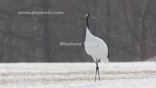 飛翔するタンチョウ