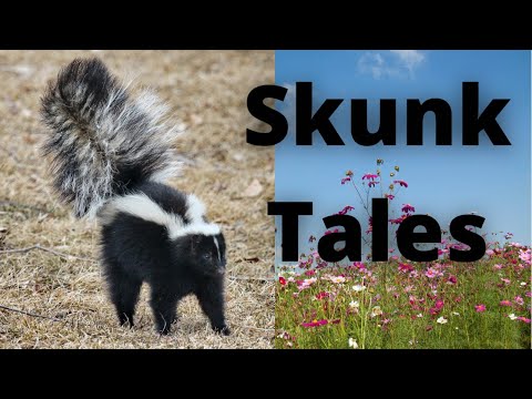Skunk Tales - Oops trapped a skunk