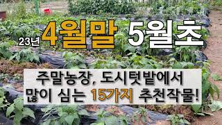 4월말 5월 초에 심을 수 있는 15가지 추천 작물! #주말농장 텃밭가꾸기