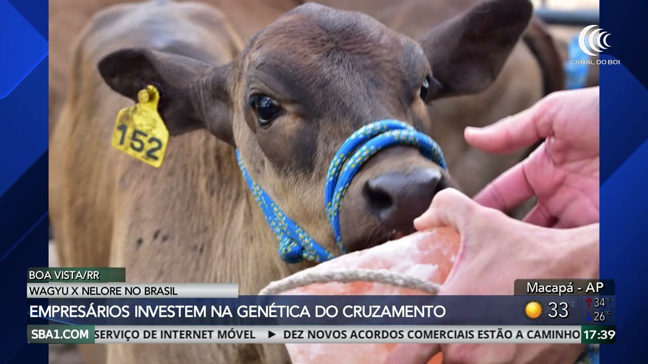 Empresários investem na genética do cruzamento entre Wagyu e Nelore para adaptação ao clima tropical