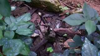 Los rosales y sus rosas en primavera cuidados 2014