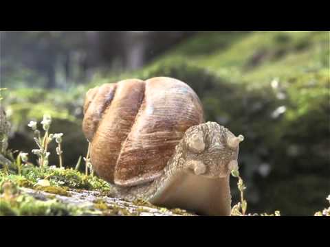 Sequoia Snail - Andys - WIZZdesign