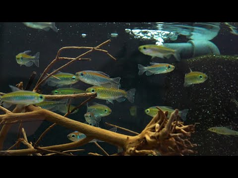 Blauer Kongosalmler - Phenacogrammus interruptus