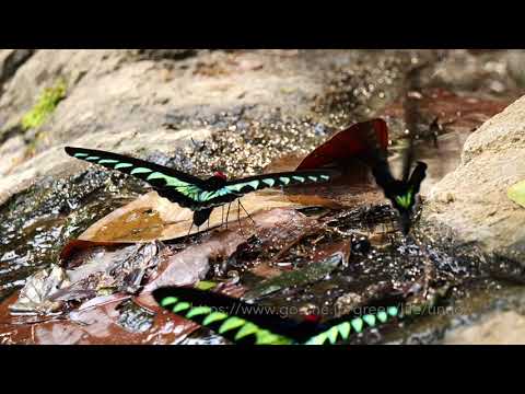 温泉に集まるアカエリトリバネアゲハ　Rajah Brooke's birdwing mud-puddling