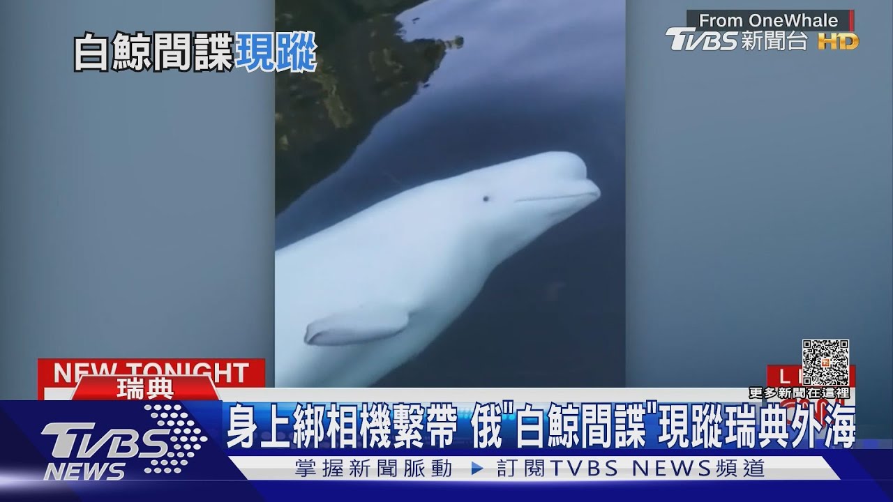 俄對基輔第四波大空襲! 俄「間諜白鯨」瑞典現蹤