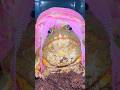Pixie Frog Kidnapped His OPS Froglife
