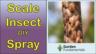 Scale Insect Control 🌺🌻🌹DIY Spray for Houseplants and Garden