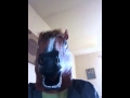 Horse Man Comedy Act