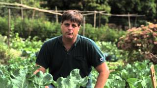 Natural Control for Cabbage Maggots : Cabbage Gardening