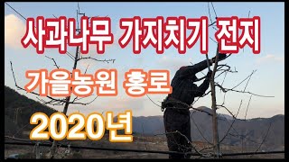 [사과재배방법] 사과나무 가지치기  사과나무전지법