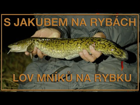 S Jakubem na rybách  lov mníků na rybku
