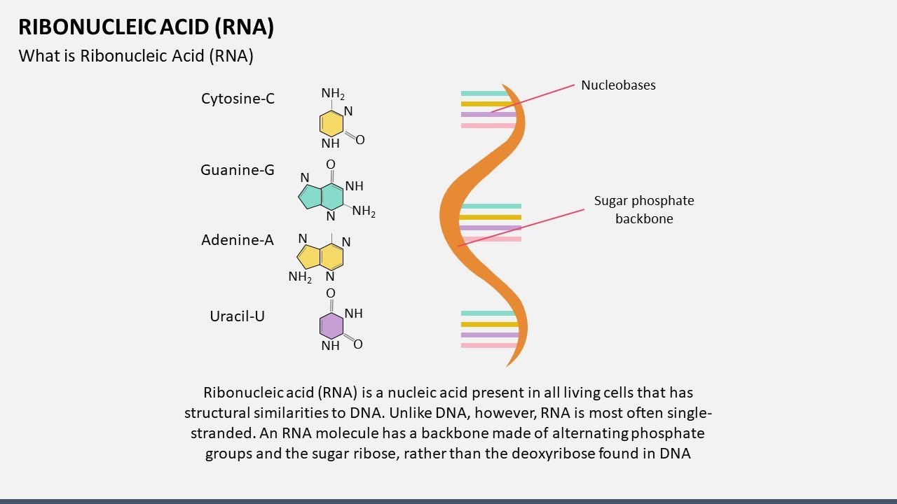 Ribonucleic Acid RNA Animated PowerPoint Slides
