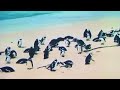 Safari Scrapbook Penguin