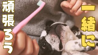 フレブルもオーラルケアする時代
