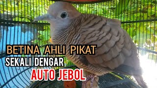 Download lagu Perkutut Betina memanggil jantan Ahli pikat ini Terbukti Sekali Putar langsung Jebol mp3