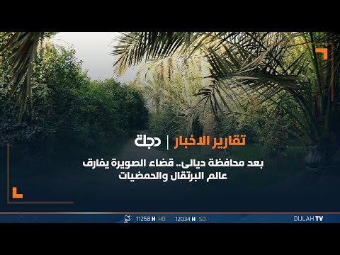 شاهد بالفيديو.. بعد محافظة ديالى.. قضاء الصويرة يفارق عالم البرتقال والحمضيات