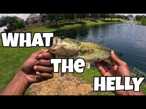 What The Hellyante | PB Hunt