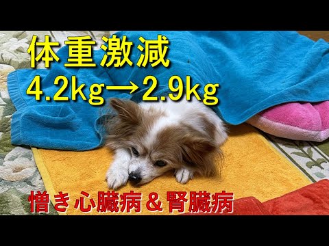 鶏の冬の餌は何ですか？季節を通して体型を維持するための 3 つのプロテイン レシピ  庭園