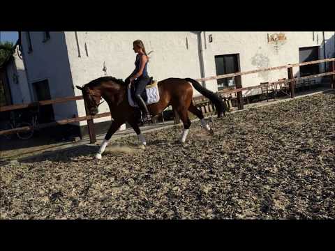 Dolce Danone - 5yo mare by Danone II