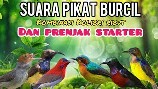 Download lagu Suara Pikat Burcil Kombinasi Kolibri Ribut Dan Prenjak Starter mp3 Download lagu Suara Pikat Burcil Kombinasi Kolibri Ribut Dan Prenjak Starter mp3