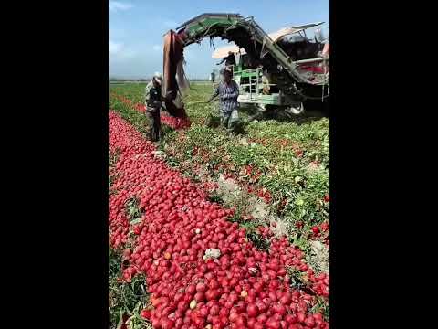 Harvesting Tomatoes  tomato farming #tomatoes #farming #agriculture