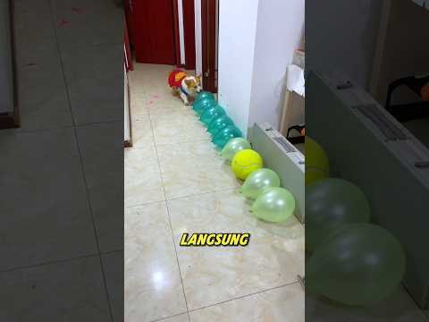 Anjing ini di tantang untuk meletuskan semua balon #shortviral