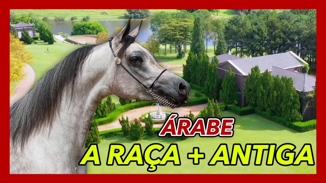 Árabe no Haras Vila dos Pinheiros