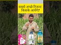 Syngenta Quantis Or Npk 191919 Or IFFCO Sagrika Agricultureguruji Nitindeol Fertilizerexpert