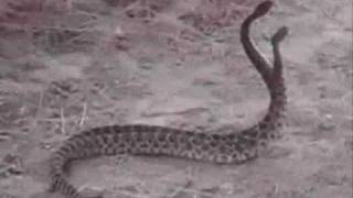 Captain Beefheart - Zig Zag Wanderer