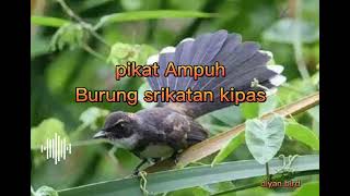 Download lagu pikat burung srikatan kipas Ampuh terbukti Nyata mp3 Download lagu pikat burung srikatan kipas Ampuh terbukti Nyata mp3