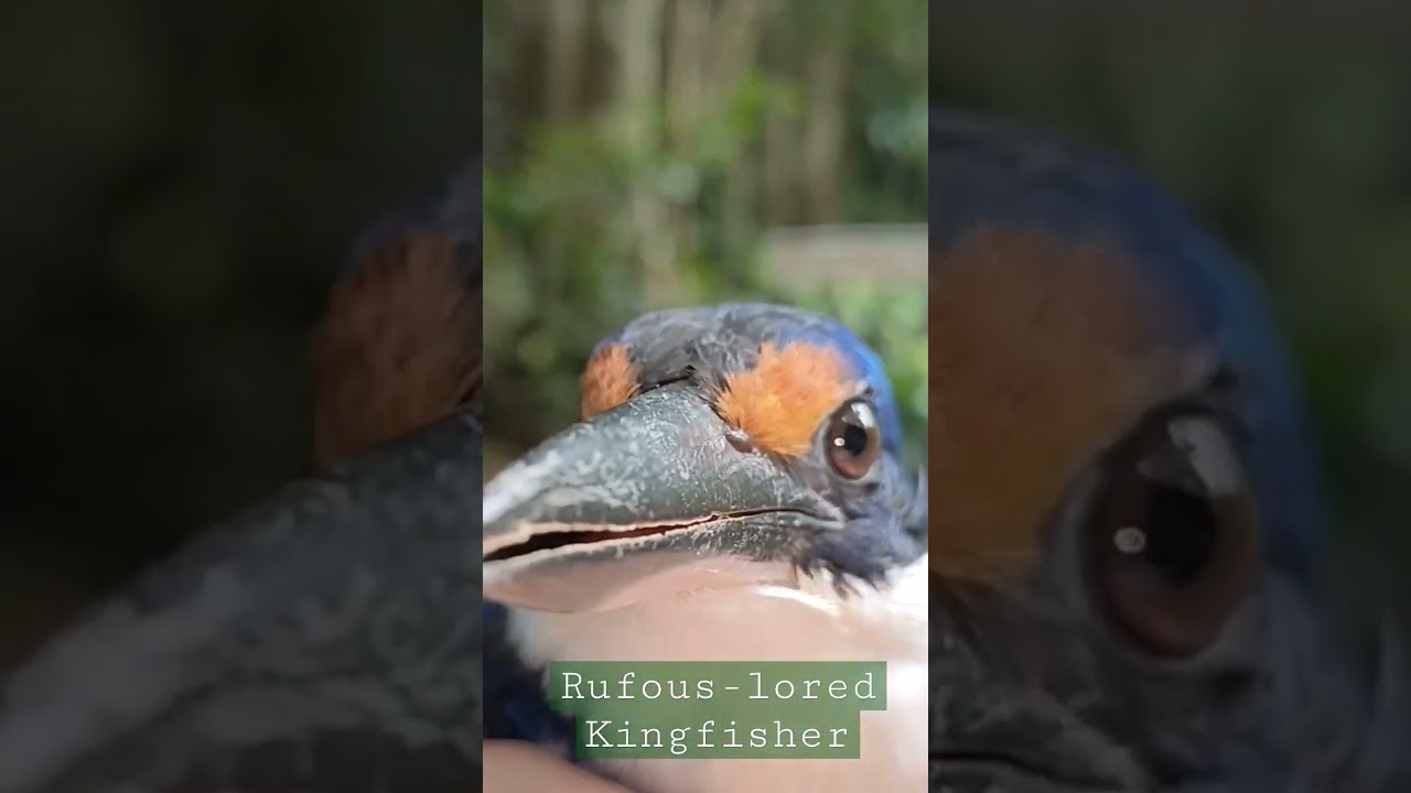 YouTube Short thumbnail