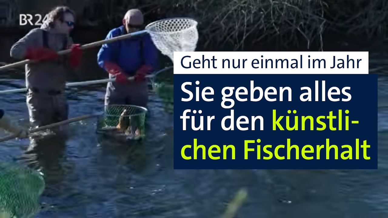 Fischart künstlich vermehren: Einmalige Chance im Jahr | Abendschau | BR24