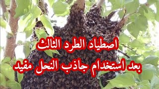 اصطياد الطرد الثالث بعد استخدام جاذب مفيد للنحل ما شاء الله