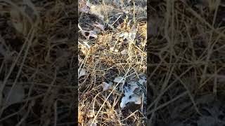 Download lagu Esrarengiz canli RABİM ne güzel yaratmış mp3