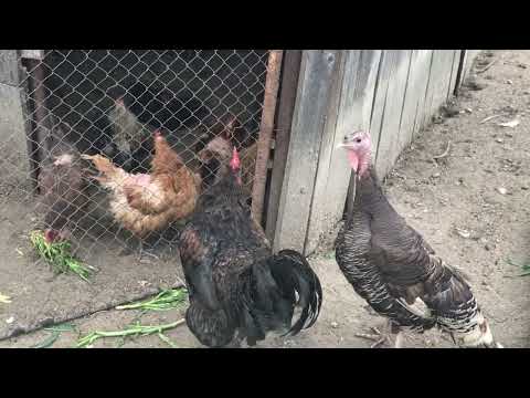 Evoluția curcanului + curcile au căzut cloști dar s-au desclocit