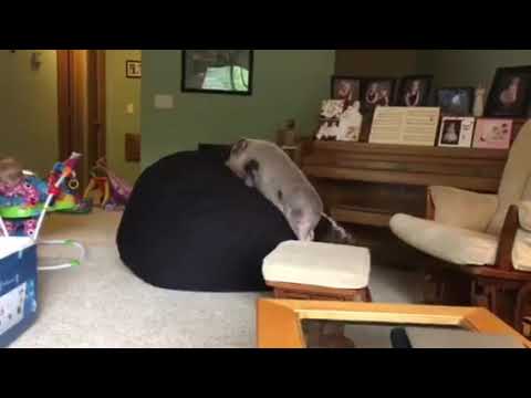 Hamlet the Mini Pig: Mountain Pig