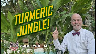 🌱 Raised Bed Tour September 2025 | Turmeric Jungle, Pepper Heat, and Strawberry Starts