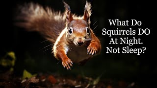 What Do Squirrels Do At Night?  Not Sleep?