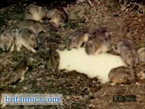 Lemming Facts: Animals of the Arctic - WorldAtlas